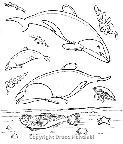 30 - Hectors Dolphins Picture